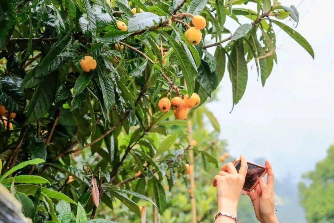 成都攻略，探索這座城市的魅力，成都攻略，探索天府之國(guó)的魅力之旅
