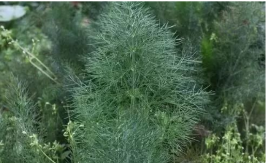 茴香菜，揭示其強(qiáng)大的功效與作用，茴香菜，揭示其驚人功效與強(qiáng)大作用